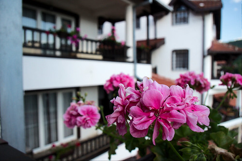 Berovo - hotel and flower