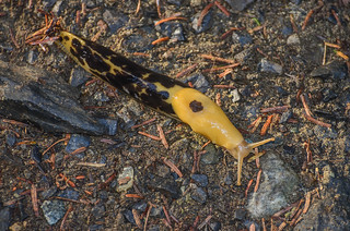 Pacific Banana Slug