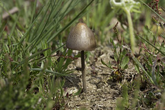 Mushroom on raised bog field at Westhay Moor
