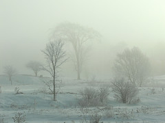 Fog and frost - Boomer Creek