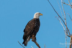 Bald Eagle poses for pictures