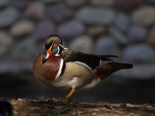 Wood Duck • <a style="font-size:0.8em;" href="http://www.flickr.com/photos/59465790@N04/8729901749/" target="_blank">View on Flickr</a>