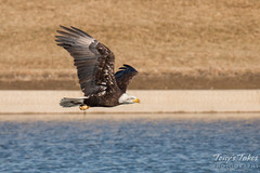 Young Bald Eagle flyby