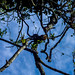 Árvore do Parque Estadual Acaraí. • <a style="font-size:0.8em;" href="http://www.flickr.com/photos/39546249@N07/9235919888/" target="_blank">View on Flickr</a>