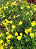 Yellow Bells • <a style="font-size:0.8em;" href="http://www.flickr.com/photos/101656099@N05/13947542078/" target="_blank">View on Flickr</a>