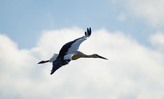 Stork taking flight