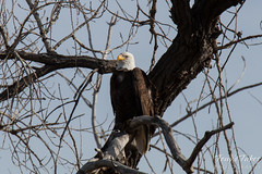 Bald Eagle keeps watch on the river