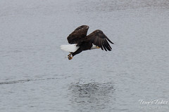 Bald Eagle fishing sequence – 8 of 10