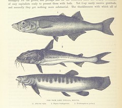 Anglų lietuvių žodynas. Žodis european catfish reiškia europos šamas lietuviškai.