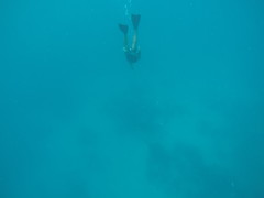 Freediving outside Pohnpei!