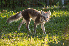 Arctic Fox • <a style="font-size:0.8em;" href="http://www.flickr.com/photos/65051383@N05/9755399512/" target="_blank">View on Flickr</a>