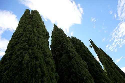 Yew Trees