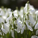Just Snowdrops