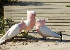 Anglų lietuvių žodynas. Žodis pink cockatoo reiškia rožinė kakadu lietuviškai.