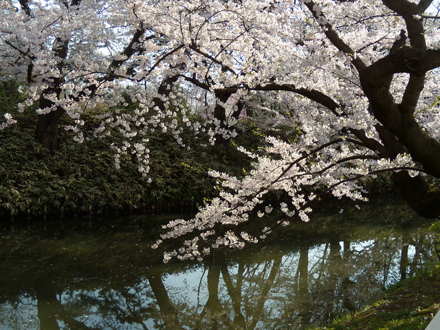 天気がよい日にはこうしてお濠の水面に桜が反映されてすごくき。｜弘前公園