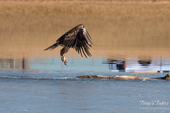 Juvenile Bald Eagle Dashes and Dines - 5 of 6