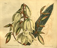 Anglų lietuvių žodynas. Žodis genus yucca reiškia genties jukos lietuviškai.