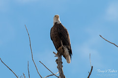 Bald Eagle poses for pictures