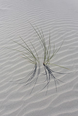 Spider grass • <a style="font-size:0.8em;" href="http://www.flickr.com/photos/92226407@N08/12353888594/" target="_blank">View on Flickr</a>