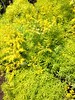 Lemon Coral Sedum • <a style="font-size:0.8em;" href="http://www.flickr.com/photos/101656099@N05/13944671638/" target="_blank">View on Flickr</a>