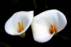 Anglų lietuvių žodynas. Žodis white trumpet lily reiškia balta trimitas lelija lietuviškai.