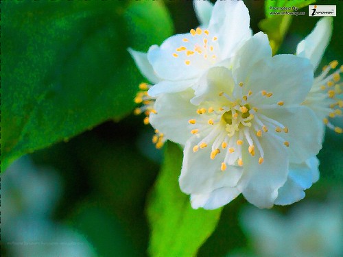 jasmine flower wallpaper hd - a photo on Flickriver