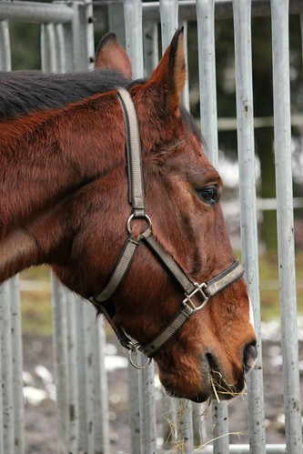 Pferde im Winter (14/14) • <a style="font-size:0.8em;" href="http://www.flickr.com/photos/69570948@N04/16403129131/" target="_blank">Auf Flickr ansehen</a>