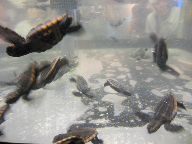 再び進んでいくと、ウミガメが群れをなして泳いでいる水槽を見。｜名古屋港水族館