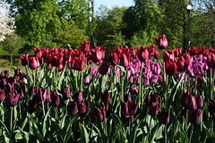 Lots of tulips :)