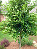 Holly Tree Form • <a style="font-size:0.8em;" href="http://www.flickr.com/photos/101656099@N05/14154387233/" target="_blank">View on Flickr</a>