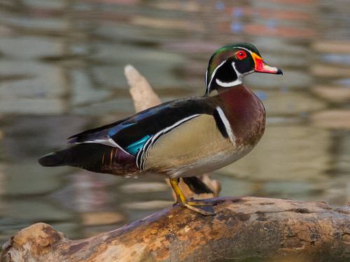 Wood Duck • <a style="font-size:0.8em;" href="http://www.flickr.com/photos/59465790@N04/8729900405/" target="_blank">View on Flickr</a>