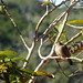 Pássaros do Parque Estadual Acaraí • <a style="font-size:0.8em;" href="http://www.flickr.com/photos/39546249@N07/9379808546/" target="_blank">View on Flickr</a>