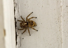 Room spider 2 • <a style="font-size:0.8em;" href="http://www.flickr.com/photos/30765416@N06/27116992171/" target="_blank">View on Flickr</a>