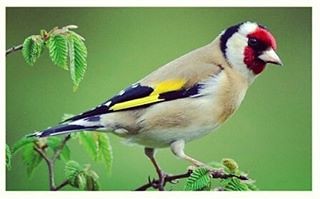 #European #Goldfinch on sale for $64.95 at The Finch Farm. These #beautiful #birds are #social, #peaceful and make a great addition to any #aviary! Fly on over to www.thefinchfarm.com to buy online or call 1-877-527-5656.  #europeangoldfinch #birdsforsale