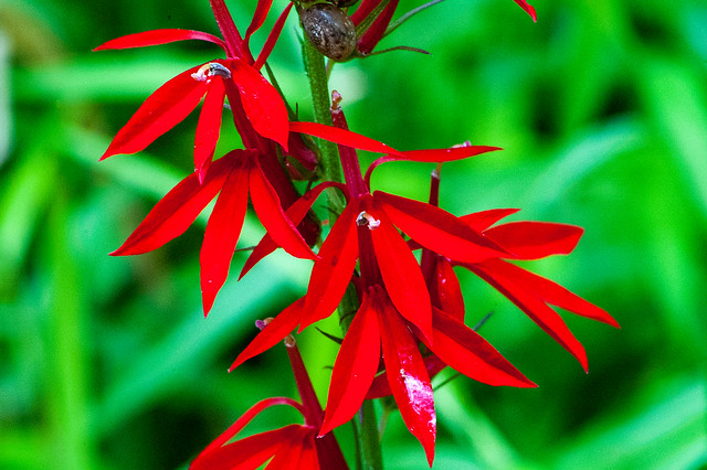 Stillwater Marsh - Cardinal Flower - August 2013