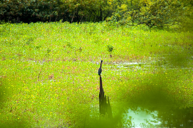 Stillwater Marsh - Green Heron - August 2013