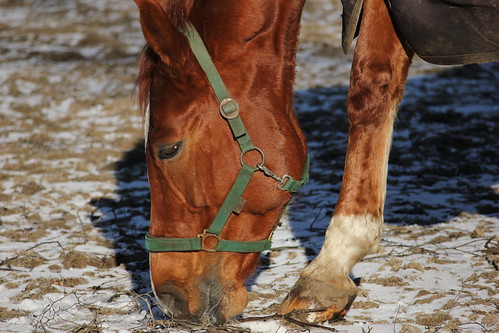 Pferde im Winter 2015 • <a style="font-size:0.8em;" href="http://www.flickr.com/photos/69570948@N04/16270804267/" target="_blank">Auf Flickr ansehen</a>