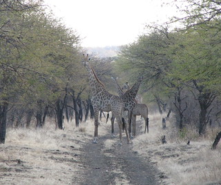 Zimbabwe Hunting Safari 39