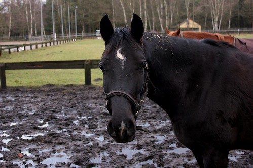 Pferde im Winter (5/14) • <a style="font-size:0.8em;" href="http://www.flickr.com/photos/69570948@N04/16396077605/" target="_blank">Auf Flickr ansehen</a>