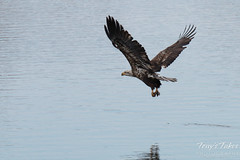 Juvenile Bald Eagle fishing sequence - 11 of 13