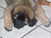 I'm pooped • <a style="font-size:0.8em;" href="http://www.flickr.com/photos/56015863@N08/9059826388/" target="_blank">View on Flickr</a>