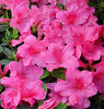 Azalea Encore • <a style="font-size:0.8em;" href="http://www.flickr.com/photos/101656099@N05/9736794532/" target="_blank">View on Flickr</a>