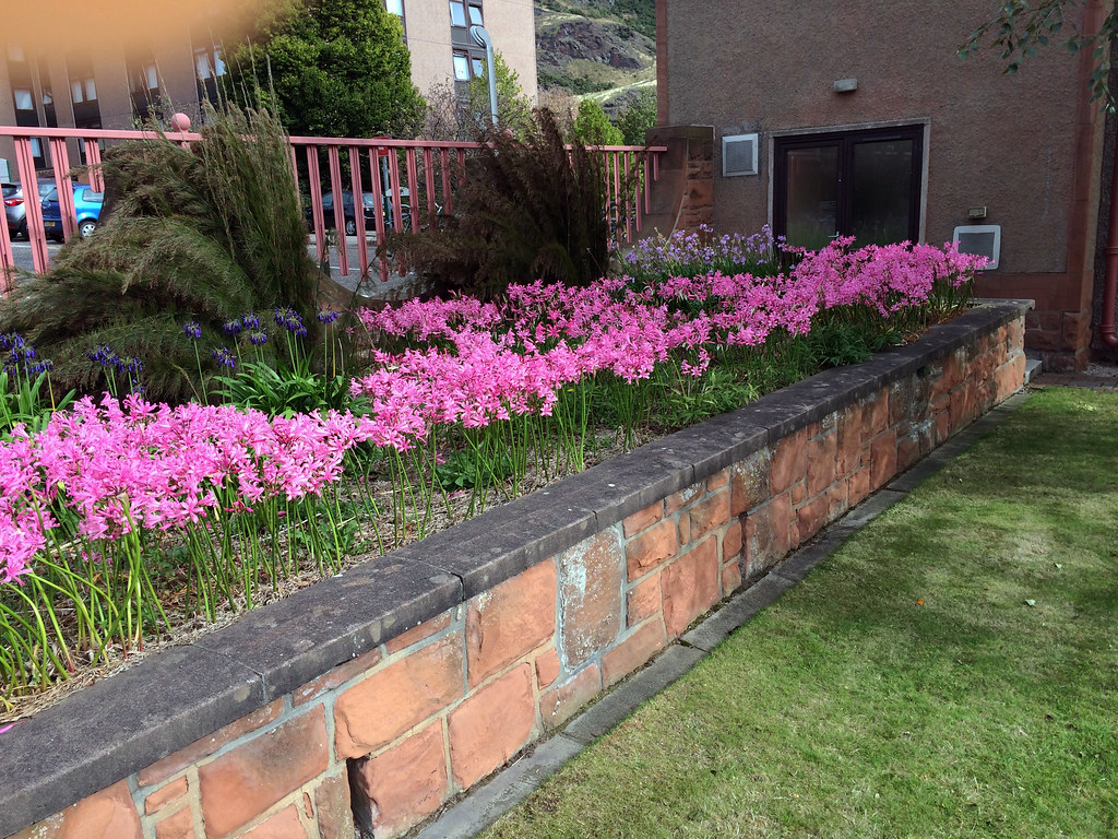 Nerine bowdenii