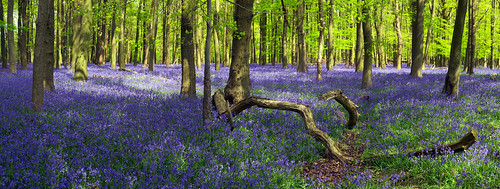 Bluebells in Crawley Wood, Ashridge Forest, UK | The Flowering English Countryside