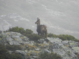 Spain Ibex Hunt & Driven Partridge Hunts 46