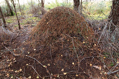 Scottish wood ant nest