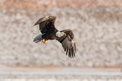Bald Eagle soars