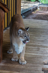 Cougar • <a style="font-size:0.8em;" href="http://www.flickr.com/photos/92159645@N05/15612596314/" target="_blank">View on Flickr</a>
