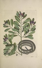 Anglų lietuvių žodynas. Žodis canellaceae reiškia <li>canellaceae</li> lietuviškai.