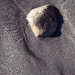 stone on the beach - gran canaria
